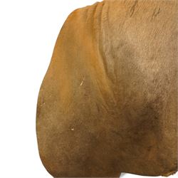 Taxidermy: Common Eland (Taurotragus Oryx), South Africa, large adult bull shoulder mount looking straight ahead, H160cm, D100cm 