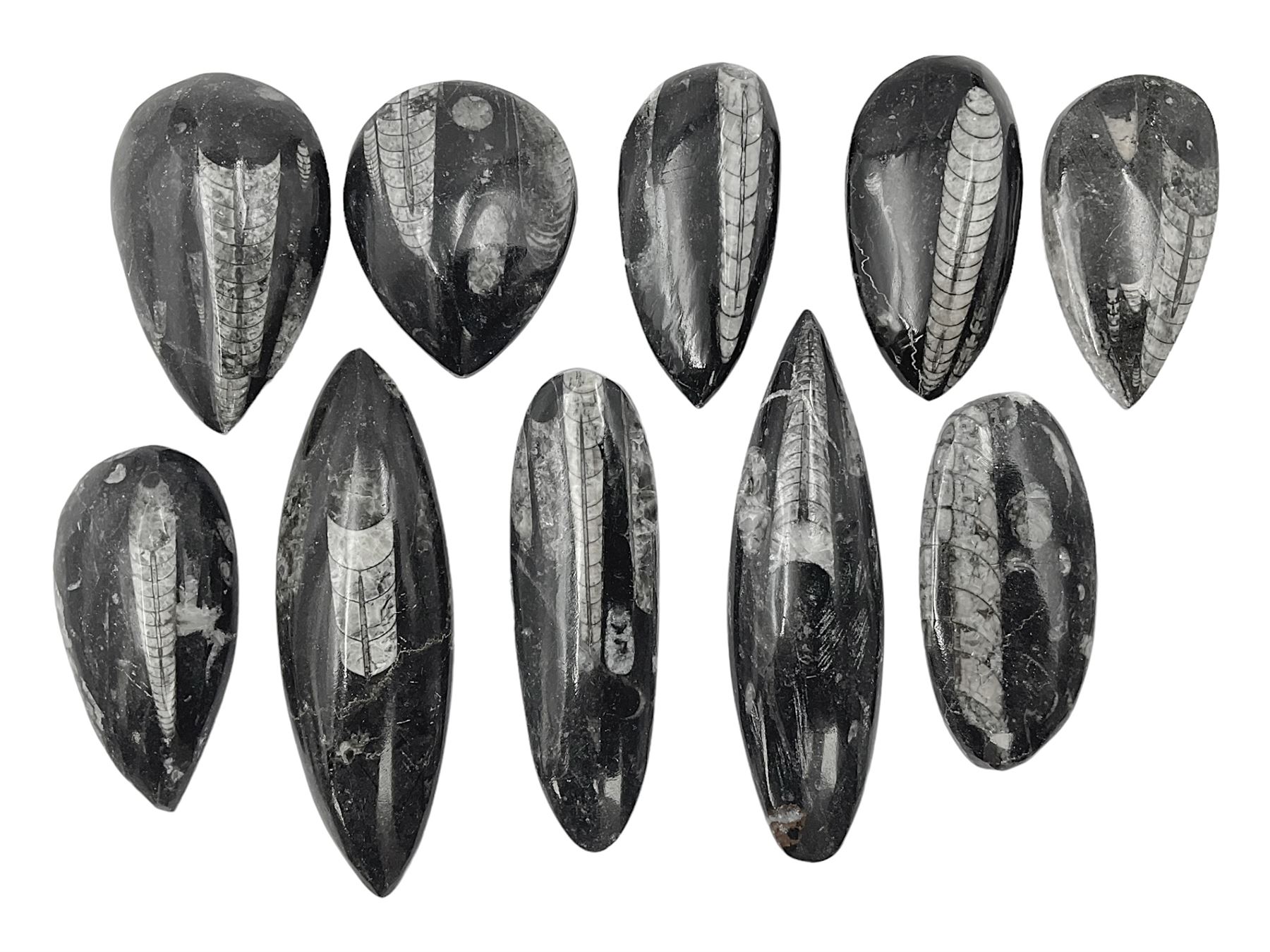 Ten individual polished orthoceras fossils, age; Devonian period, location; Morocco, largest L13cm, W4cm