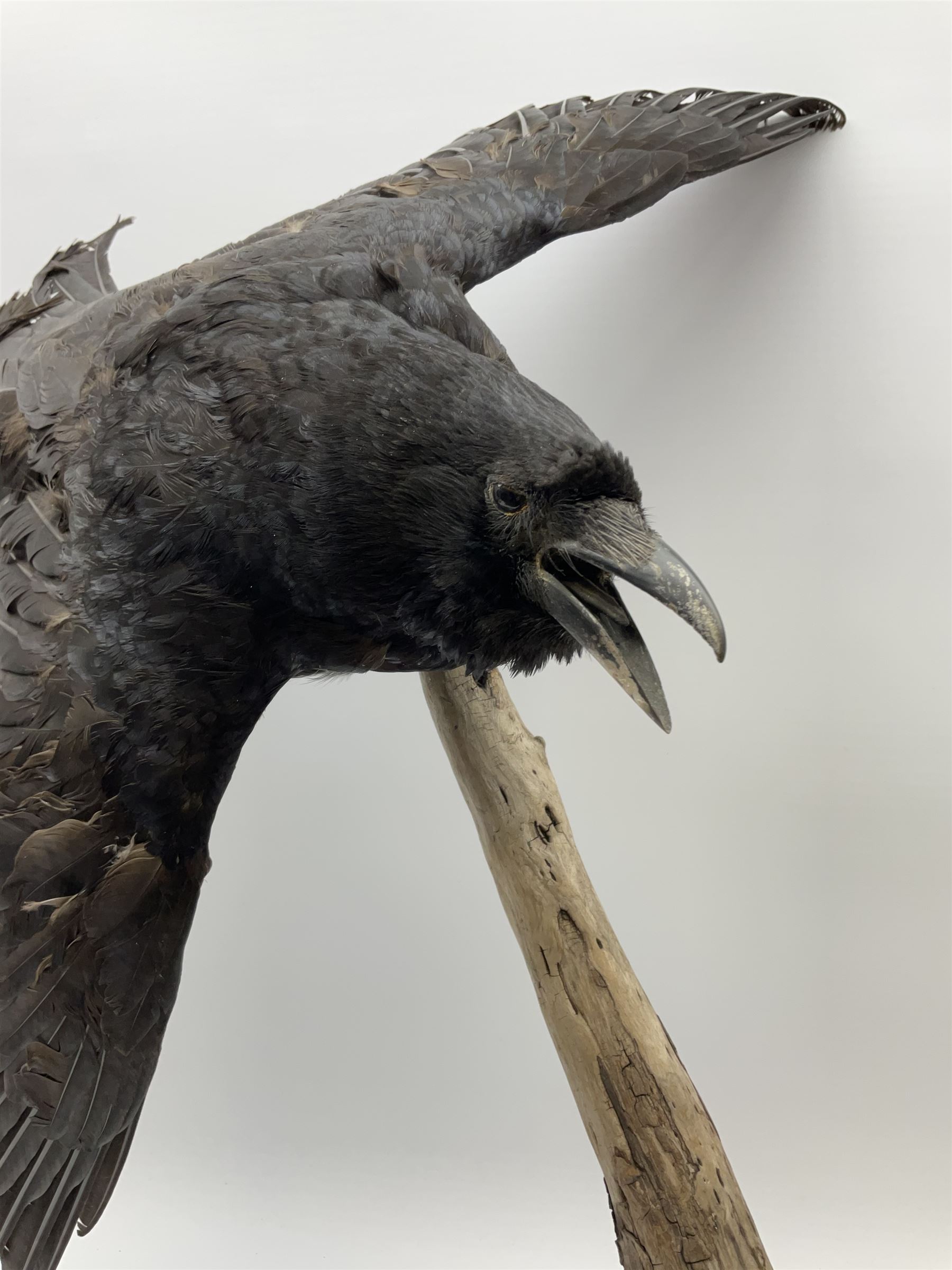 Taxidermy: Carrion crows (Corvus corone) modern, by award winning Taxidermist - Carl Church, Pickering, North Yorkshire, one specimen in flight, one perched on a tree, maximum H66.5.