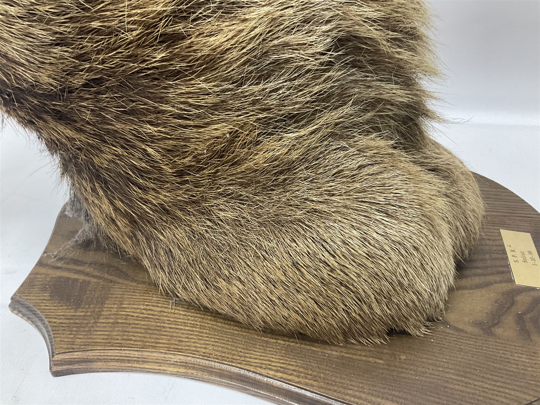 Taxidermy: Red Deer (Cervus elaphus), adult male imperial stag shoulder mount looking straight ahead, ten point antlers, mounted upon a shaped wooden shield, D65cm