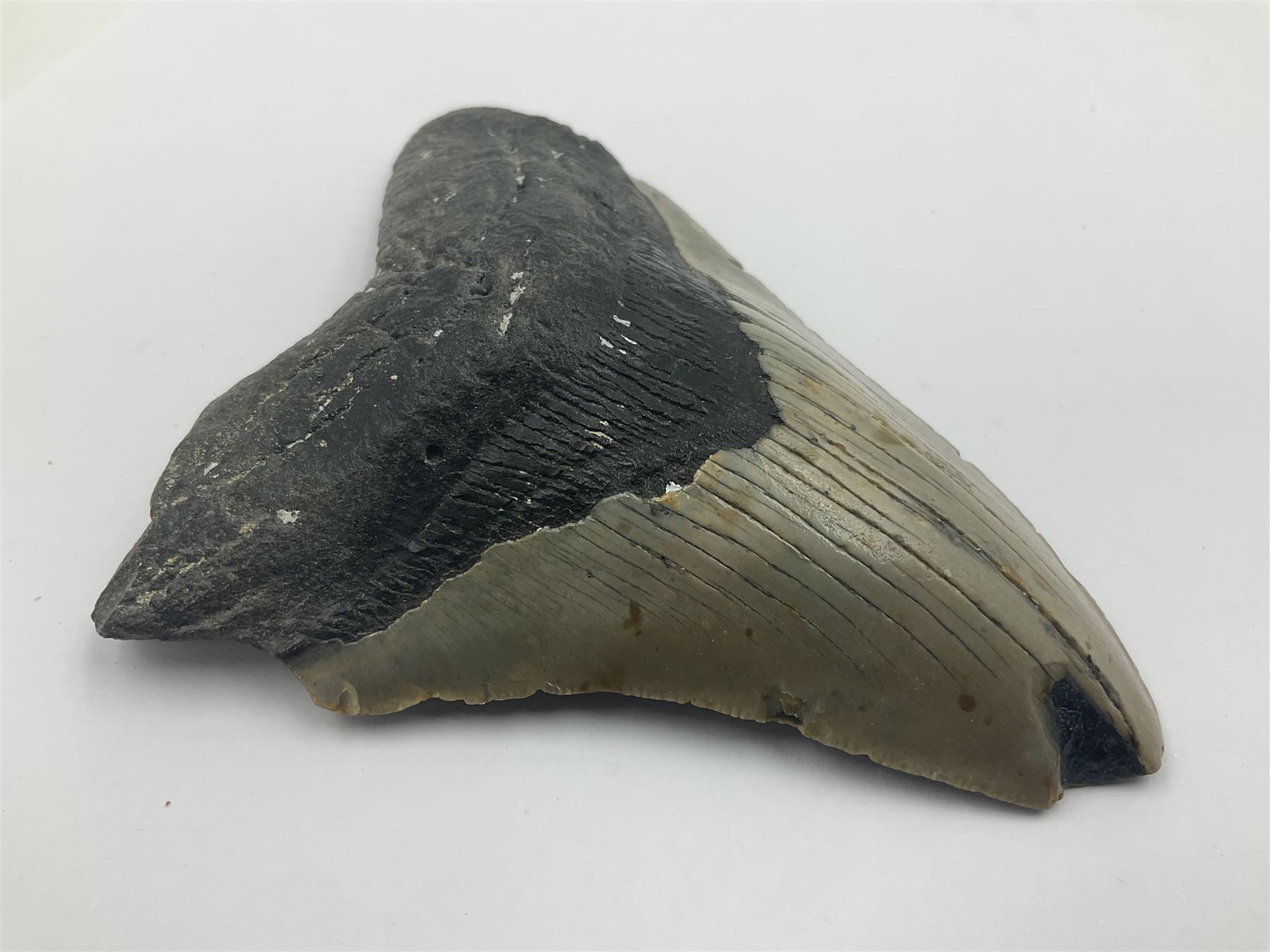 Megalodon (Otodus Megalodon) tooth fossil, age; Miocene period, H11cm, W9cm