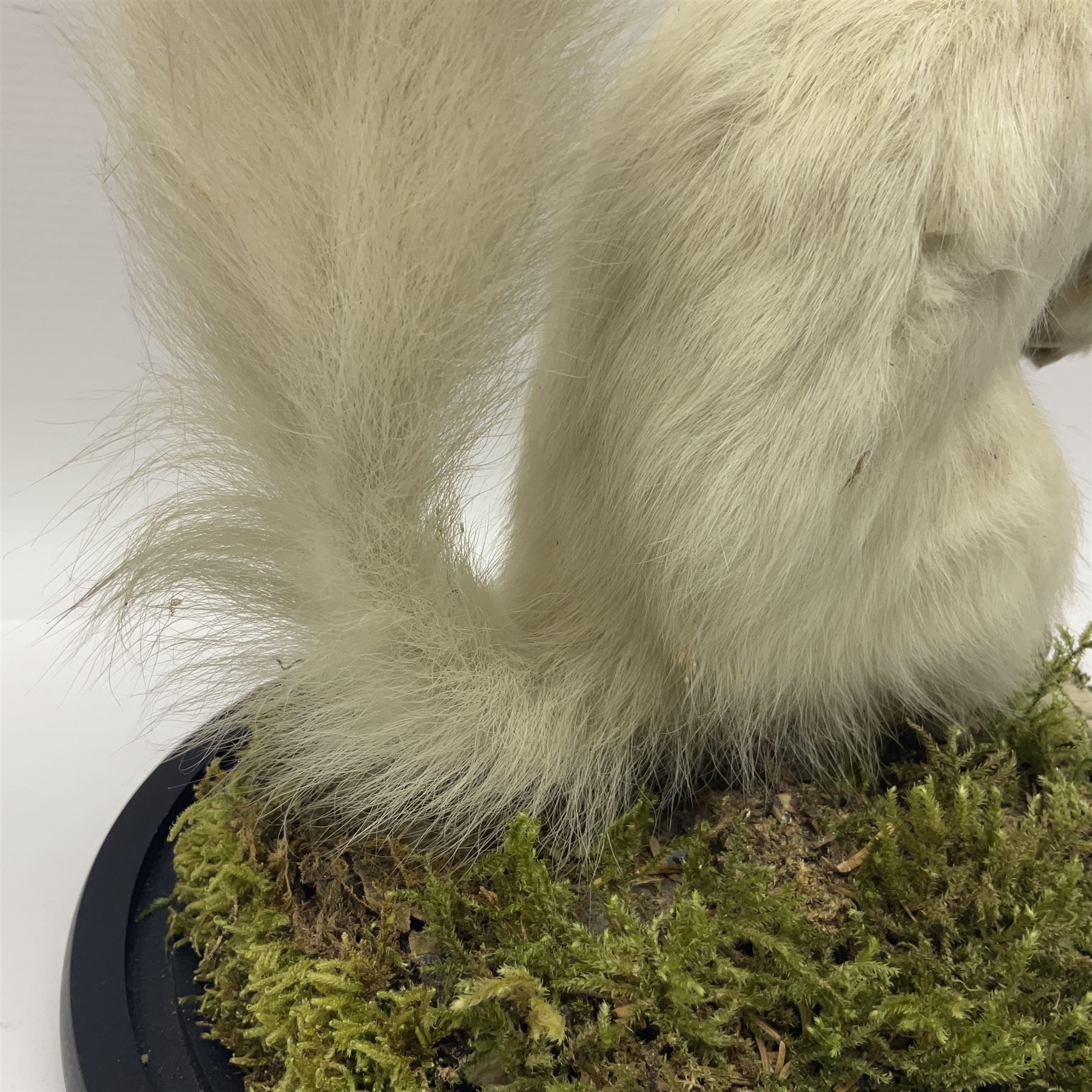 Taxidermy: Victorian albino Squirrel (Sciurus vulgaris), full mount adult, holding a hazelnut, upon naturalistic ground, enclosed beneath later glass dome with ebonised base, H32cm