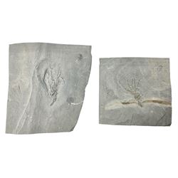 Two Crinoid slabs, age; Mississippian period, location; Gilmore City Formation, Iowa, largest slab H9cm, L10cm