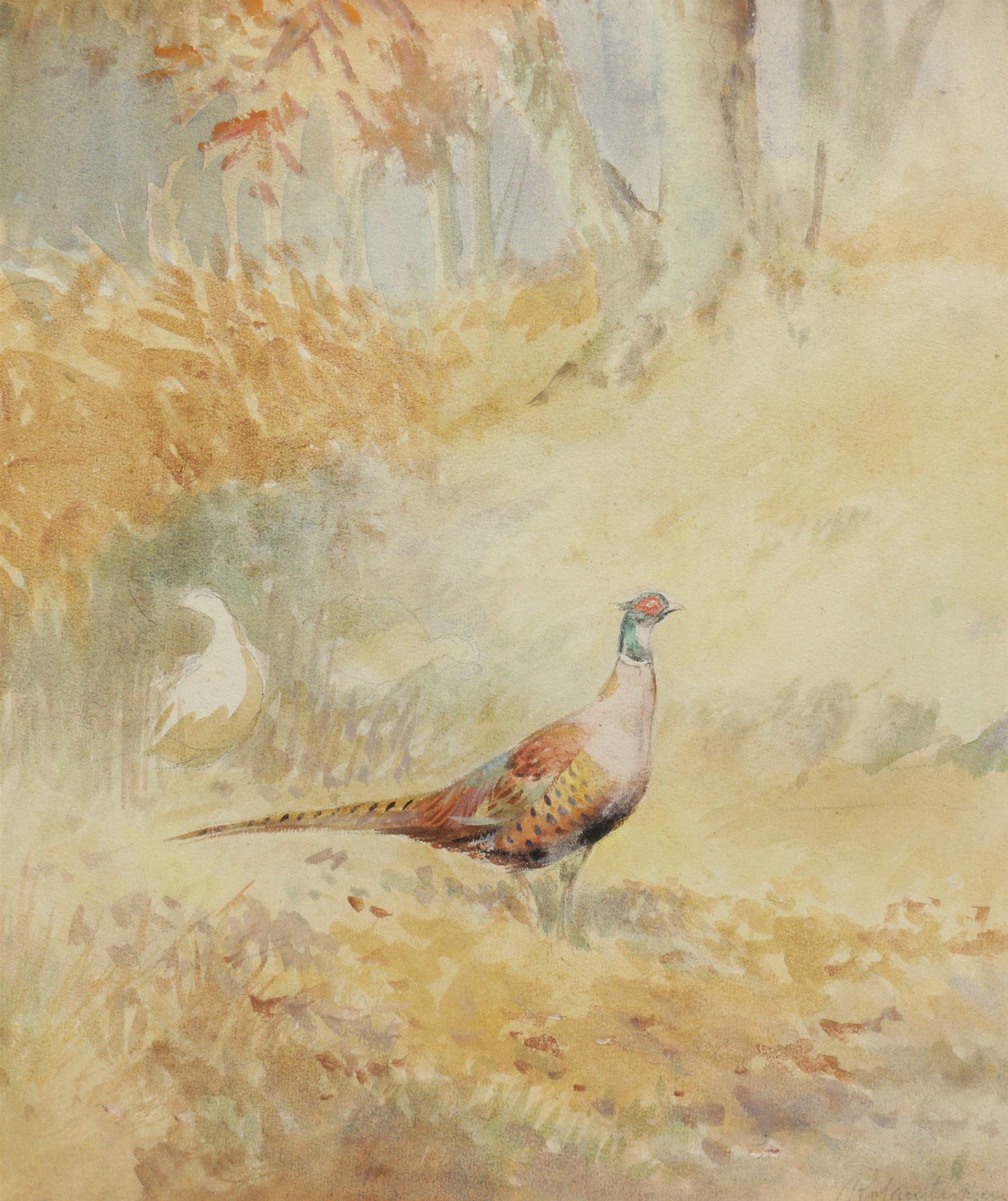 Roland Green (British 1890-1972): Sketch of a Pheasant, watercolour signed 33cm x 30cm 