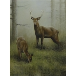  John Naylor (British 1960-): Stag and Doe in Woodland, pastel signed and dated 2002, 46cm x 36cm   DDS - Artist's resale rights may apply to this lot   