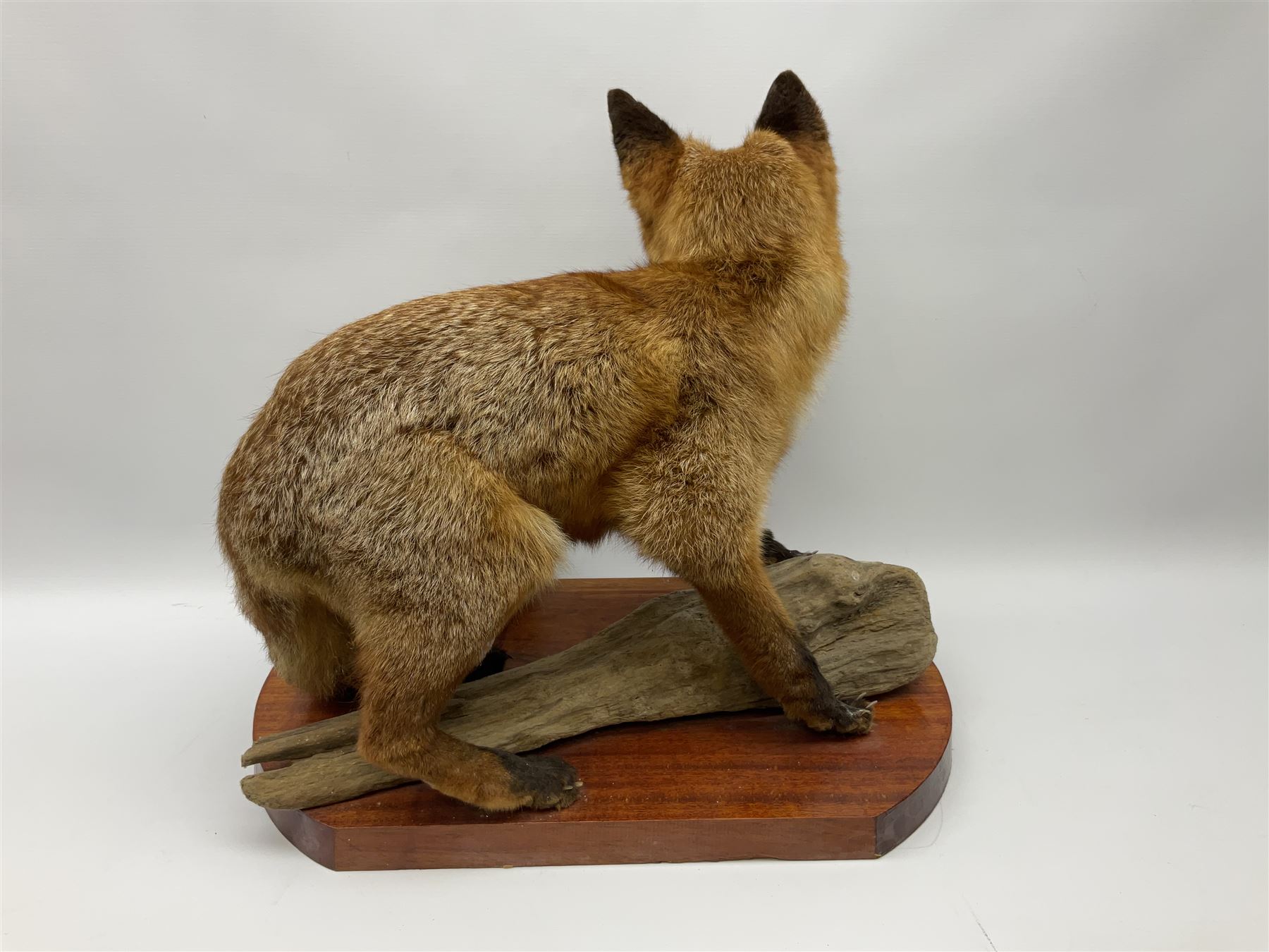 Taxidermy:  Red Fox (Vulpes vulpes), full adult mount stood upon a dry tree root and mounted on a wooden plinth, H50cm