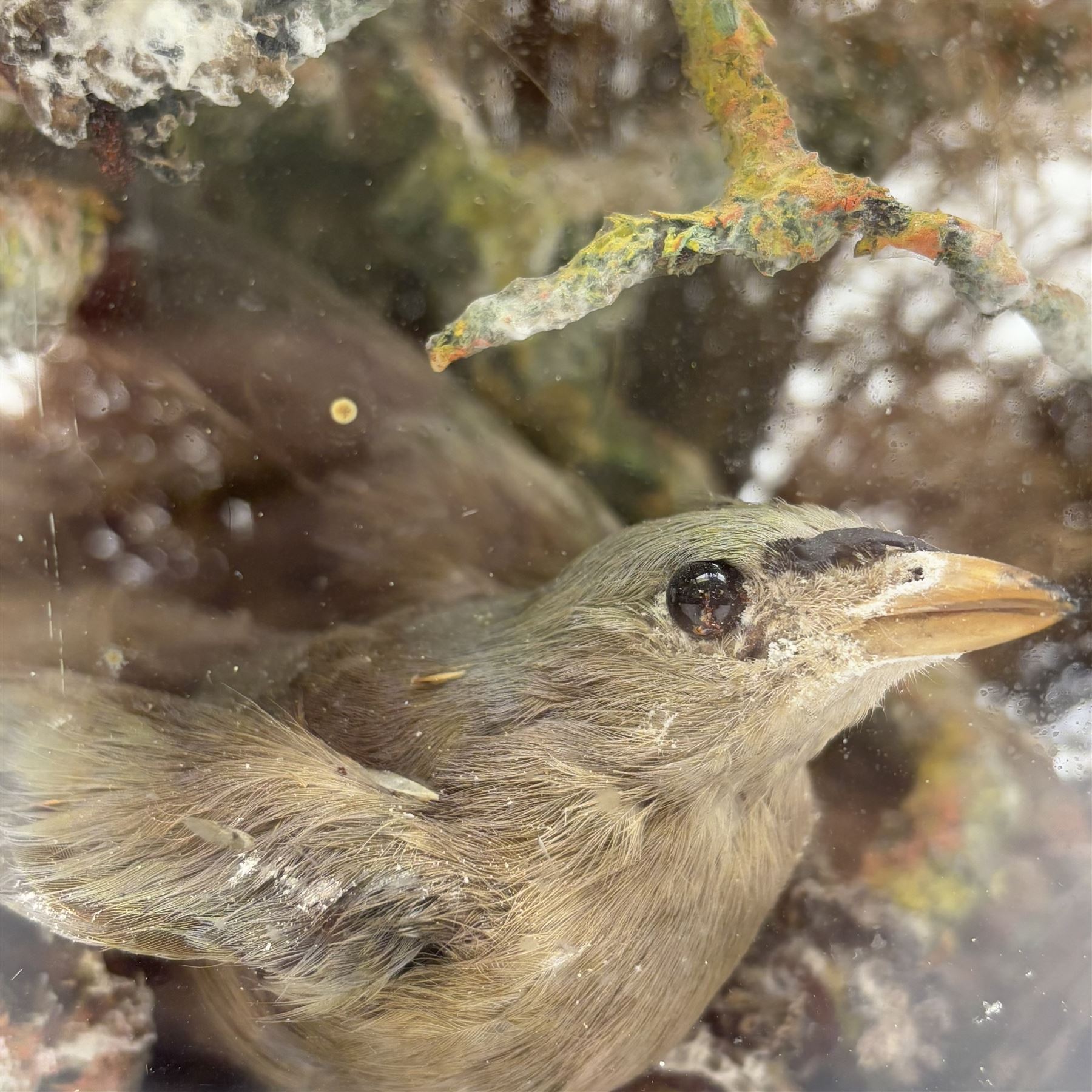 Taxidermy; Victorian bird diorama, containing several birds to include, Scarlet Finch (Carpodacus sipahi), Blue Bacnis (Dacnis cayana), Golden Fronted Whitestart (Golden Fronted Whitestart),  perched on branches, on an oval ebonised base, within a glass dome, H40, W35cm