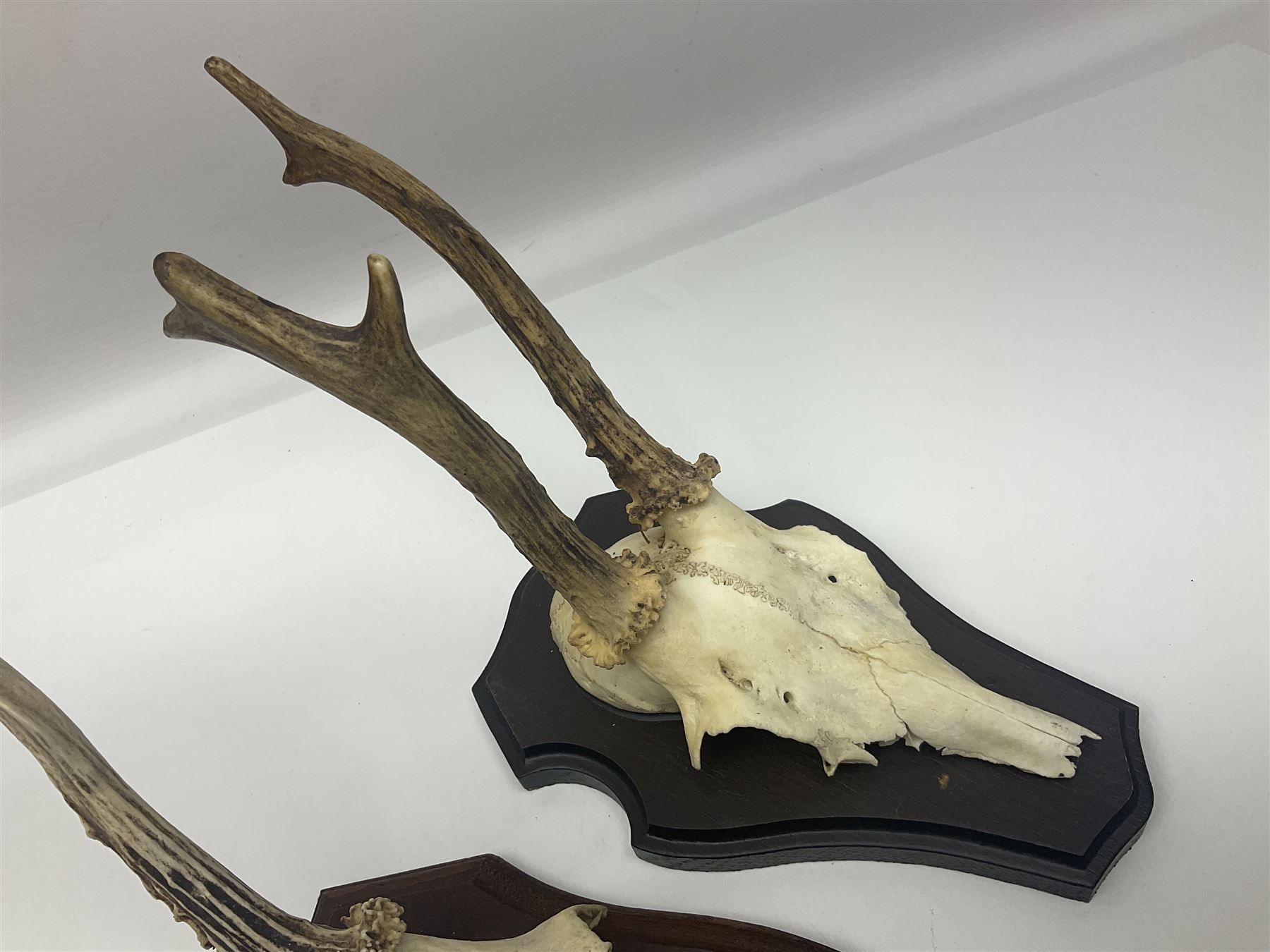 Antlers/Horns: Roe Deer (Capreolus capreolus) ten pairs of roe deer antlers mounted upon wooden shields, shield H20cm 