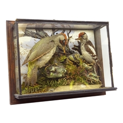  Taxidermy -19th/ early 20th century cased Green Woodpecker and Lesser Spotted Woodpecker perched upon branch amidst ferns and tall grasses set against a painted back drop in oak wall mounted frame, L41cm, H32cm, D13.5cm   