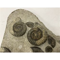 Ammonite multi-block fossil, comprising Arnioceras semicostatum, age; Jurassic period, location; Tunstall, Holderness coast, H30cm, L30cm 