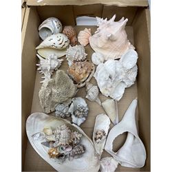 A large collection of assorted sea shells. 