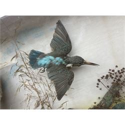 Taxidermy; Victorian cased bird diorama,  pair of Kingfishers (Alcedo Athis) adult mounts and Kestrel (Falco tinnunculus) adult mount, in a naturalistic setting with one kingfisher in flight, encased within a three pane display case, H45cm, L72cm