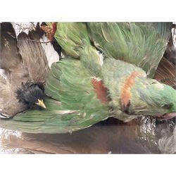 Taxidermy; large Victorian domed taxidermy diorama study of birds, with seventeen specimens including Ring Necked Parakeet, Blue Winged Warbler and Blackbird, the glass dome upon an ebonised wooden base, H77cm, W44cm