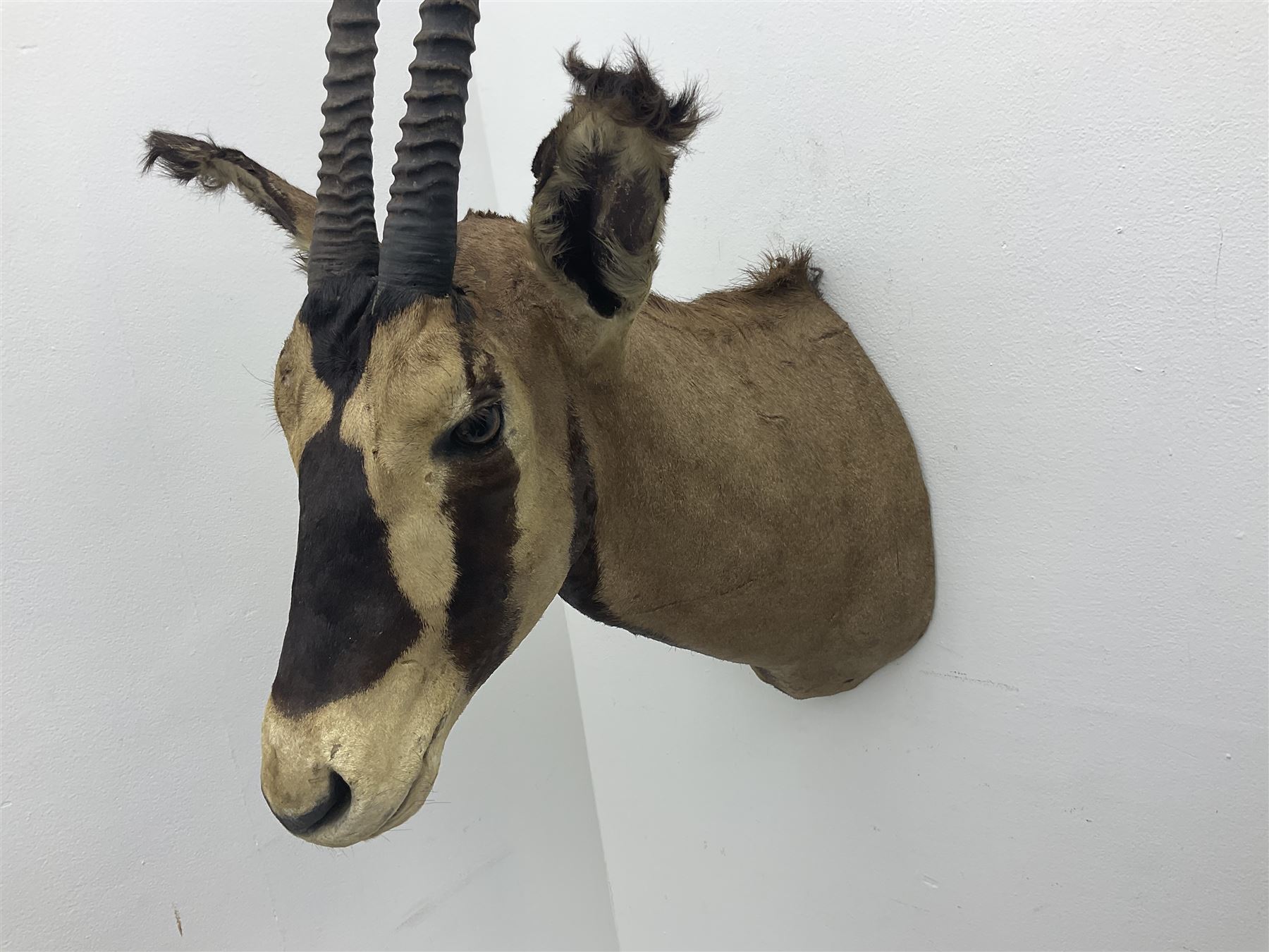 Taxidermy: Fringed-eared oryx (Oryx beisa callotis), circa 1960, by Rowland Ward Ltd,  adult male shoulder mount looking straight ahead, D62cm