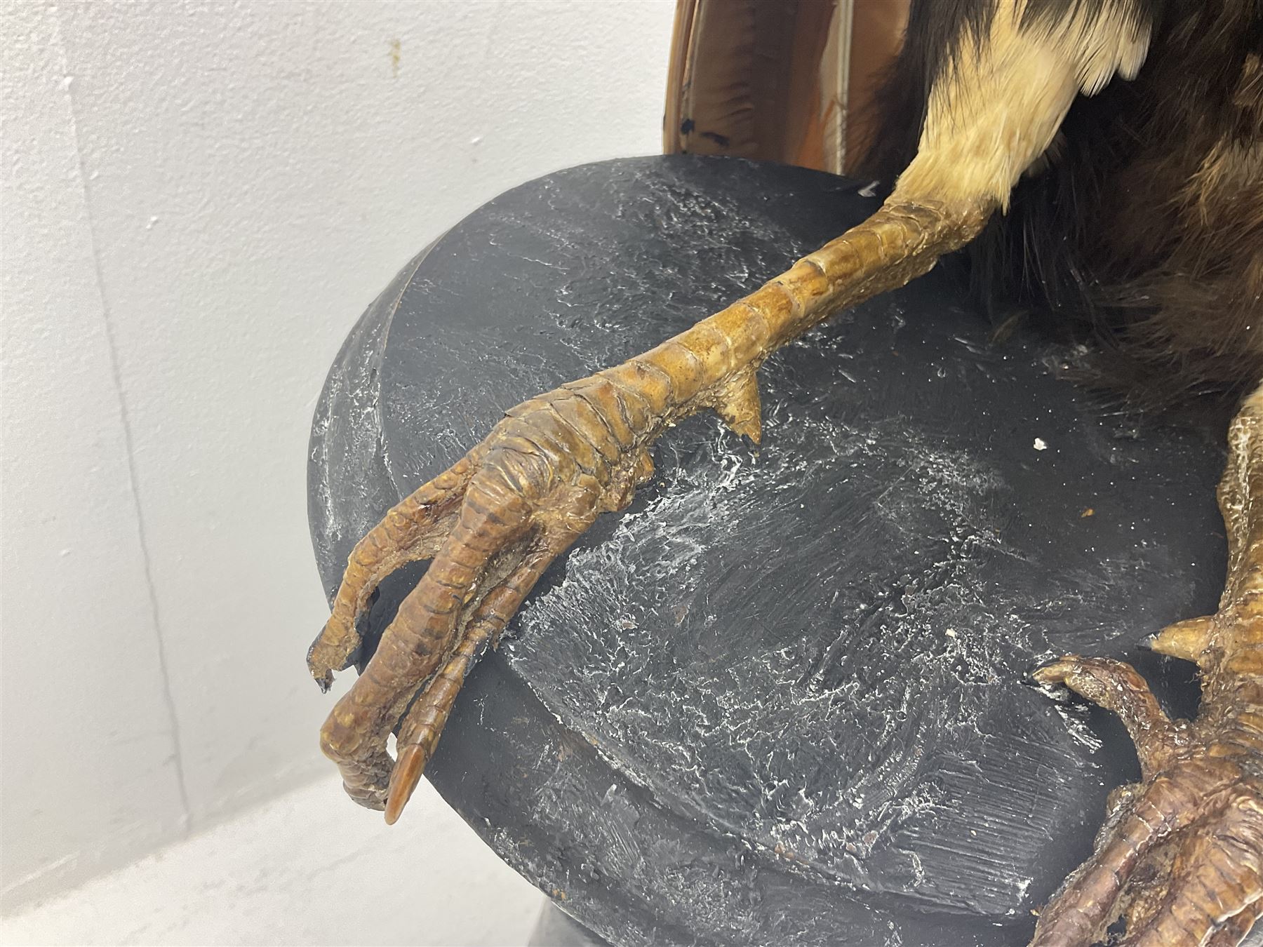 Taxidermy: Indian Peacock (Pavo cristatus), full mount adult cock bird facing forward, with tail hanging below, mounted upon an ebonised plinth, H140cm