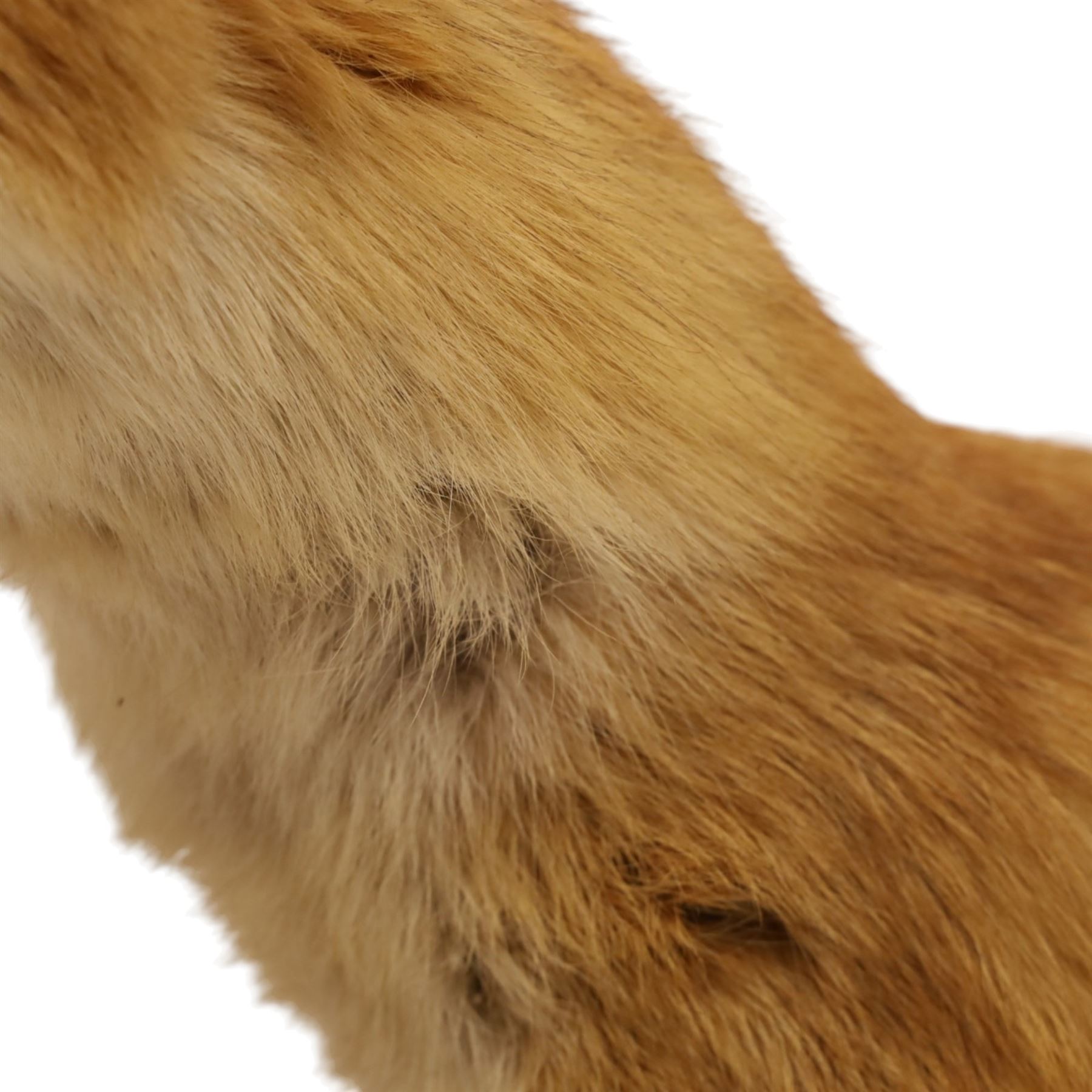Taxidermy - Fox (Vulpes vulpes), full male adult mount on open display, with raise paw, upon wooden base, base W70cm