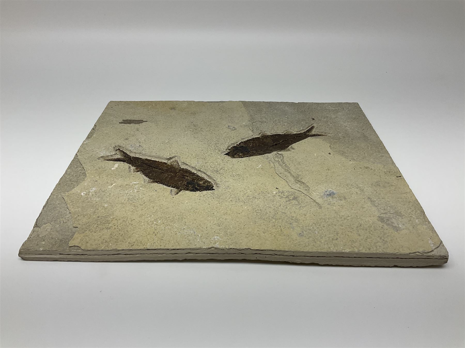 Two fossilised fish (Knightia alta) in a single matrix, age; Eocene period, location; Green River Formation, Wyoming, USA, matrix H25cm, L31cm