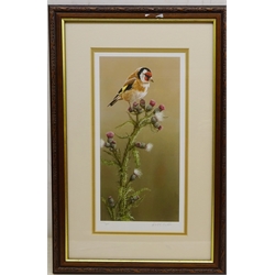  Robert E Fuller (British 1972-): Goldfinch on a Thistle, limited edition colour print No. 214/850 signed in pencil 33cm x 16.5cm   