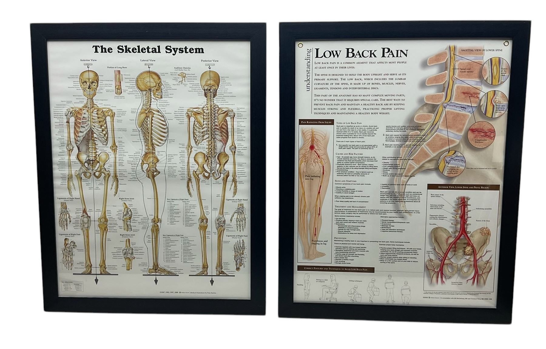After Peter Bachin - set of six large medical or anatomy prints in matching frames (6)
