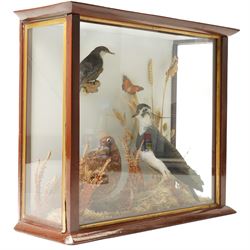 Taxidermy; cased bird diorama, comprising Red Grouse (Lagopus Lagopus Scotica), Northern Lapwing (Vanellus Vanellus) and a White Throated Dipper (Cinclus Cinclus), enclosed within display case, H50cm x W59cm