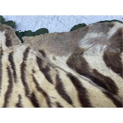 Skins/Hides: Victorian Tiger skin rug (tigris tigris), with green backing with scalloped edges,  L188cm  