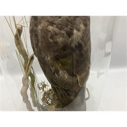 Taxidermy; Victorian European Sparrowhawk (Accipiter nisus), a full mount adult with pray,  perched upon a tree stump amidst a naturalistic setting, encased within a glass dome with an ebonised base, H55cm