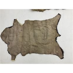 Taxidermy; Goat (Capra aegagrus hircus) pelt and deer (Cervidae) pelt, largest example L127cm