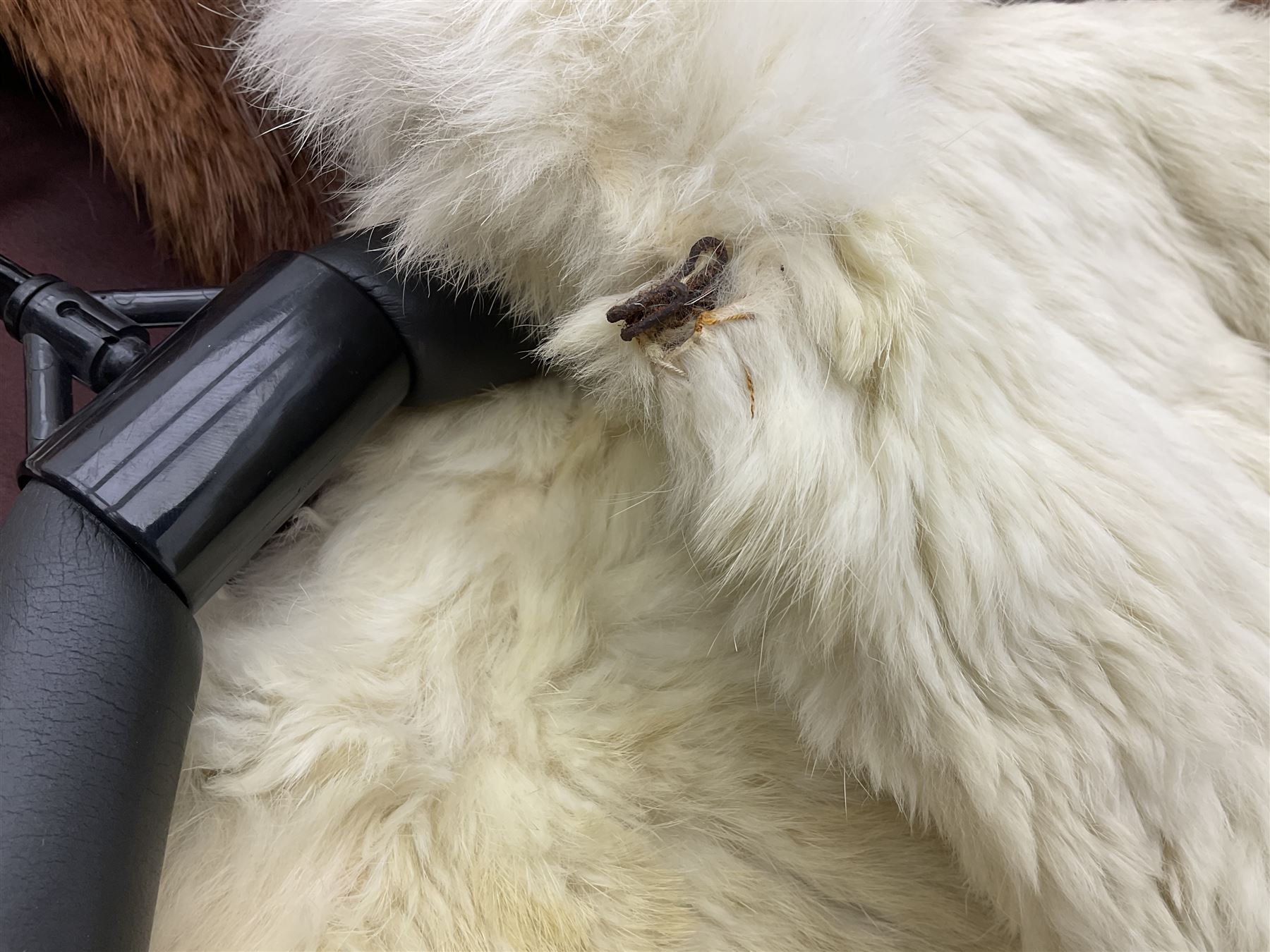 Brown mid length musquash fur coat by National Fur Company together with white rabbit cape