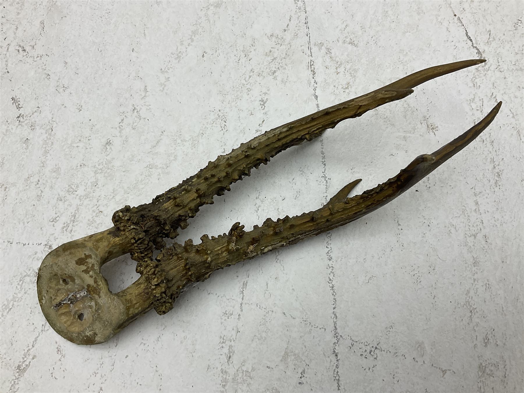 Taxidermy; Roe Deer (Capreolus capreolus), adult Roebuck neck mount looking straight ahead, mounted upon an oak shaped shield, together with a pair of Roe Deer antlers, with partial skull