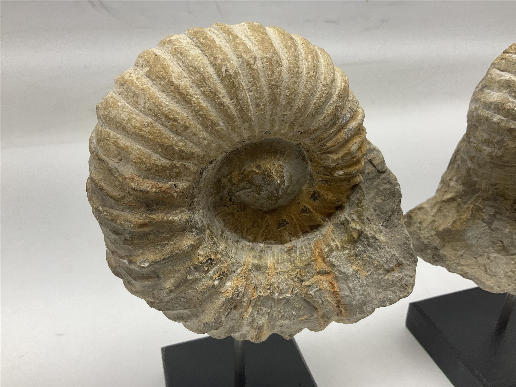 Pair of ammonite fossils, each individually mounted upon a rectangular wooden base, age; Cretaceous period, location; Morocco, H19cm