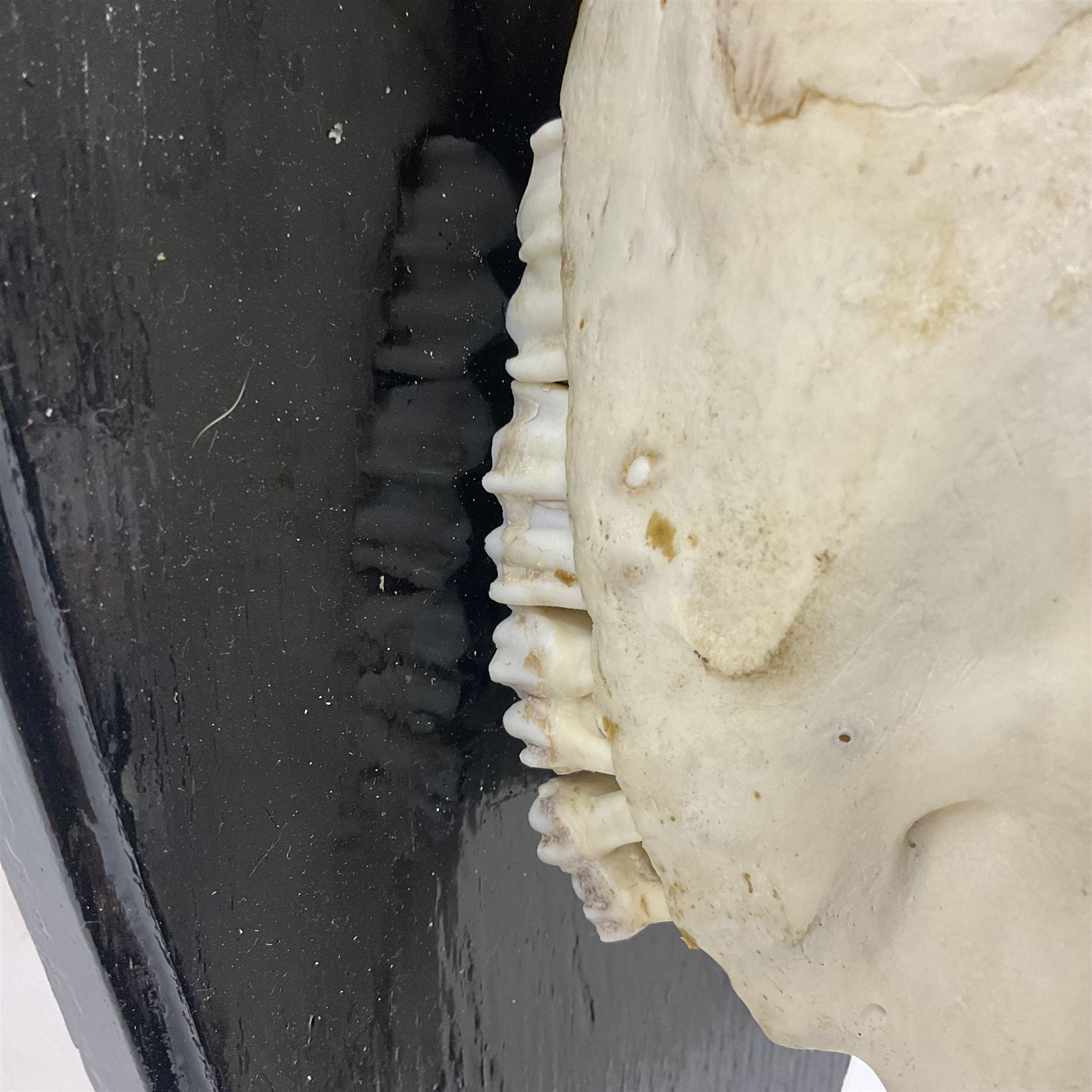 Antlers/Horns: Gemsbok Oryx (Oryx gazella gazella), pair of oryx curved horns on partial skull, mounted on an ebonised shield, H130cm