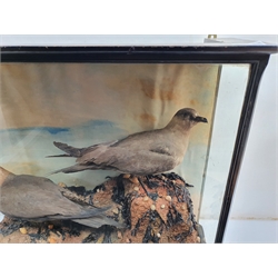 Taxidermy: Victorian cased pair of Artic Skua, in naturalistic setting upon rocky round detailed with shells and seaweed, set against a painted sky backdrop, encased within an ebonised three pane display case, H56.5cm L65.5cm D22cm 