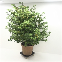 Large potted Camilla plant, H190cm