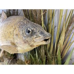 Taxidermy: Grayling (Thymallus thymallus), preserved by John Cooper & Sons, 28 Radnor Street, St Luke's, London, skin mount set above a pebbled river bed with reeds and grasses, set against blue painted back drop, with inscription 'Grayling caught by Rev R.S. Ricketts at Kirkham Bridge Sept 14th 1895, artificial fly - single hair' L57cm H29cm 