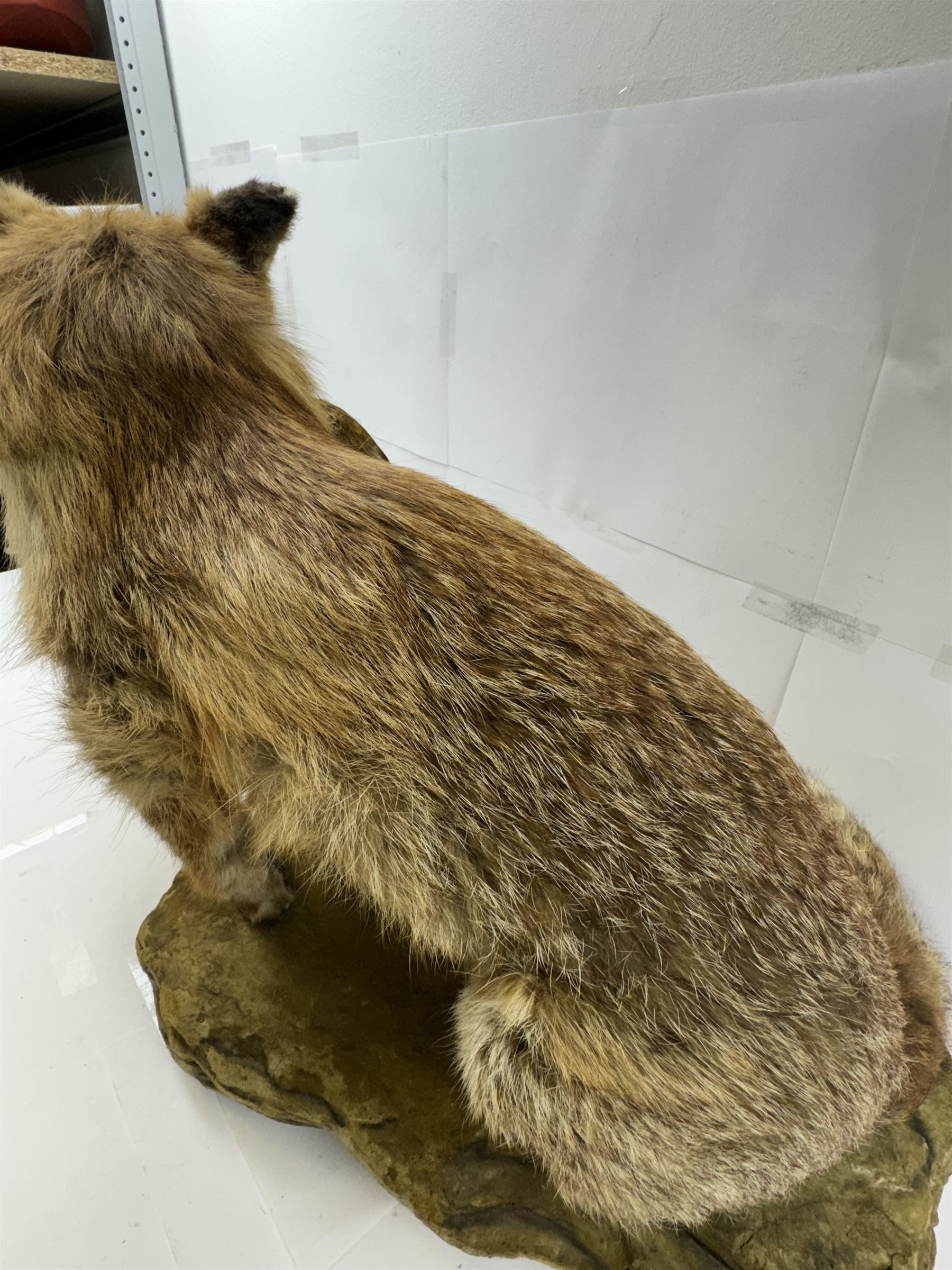 Taxidermy: Red Fox (Vulpes vulpes) with cock pheasant (Phasianus colchicus), open display upon a rocky base, H51cm