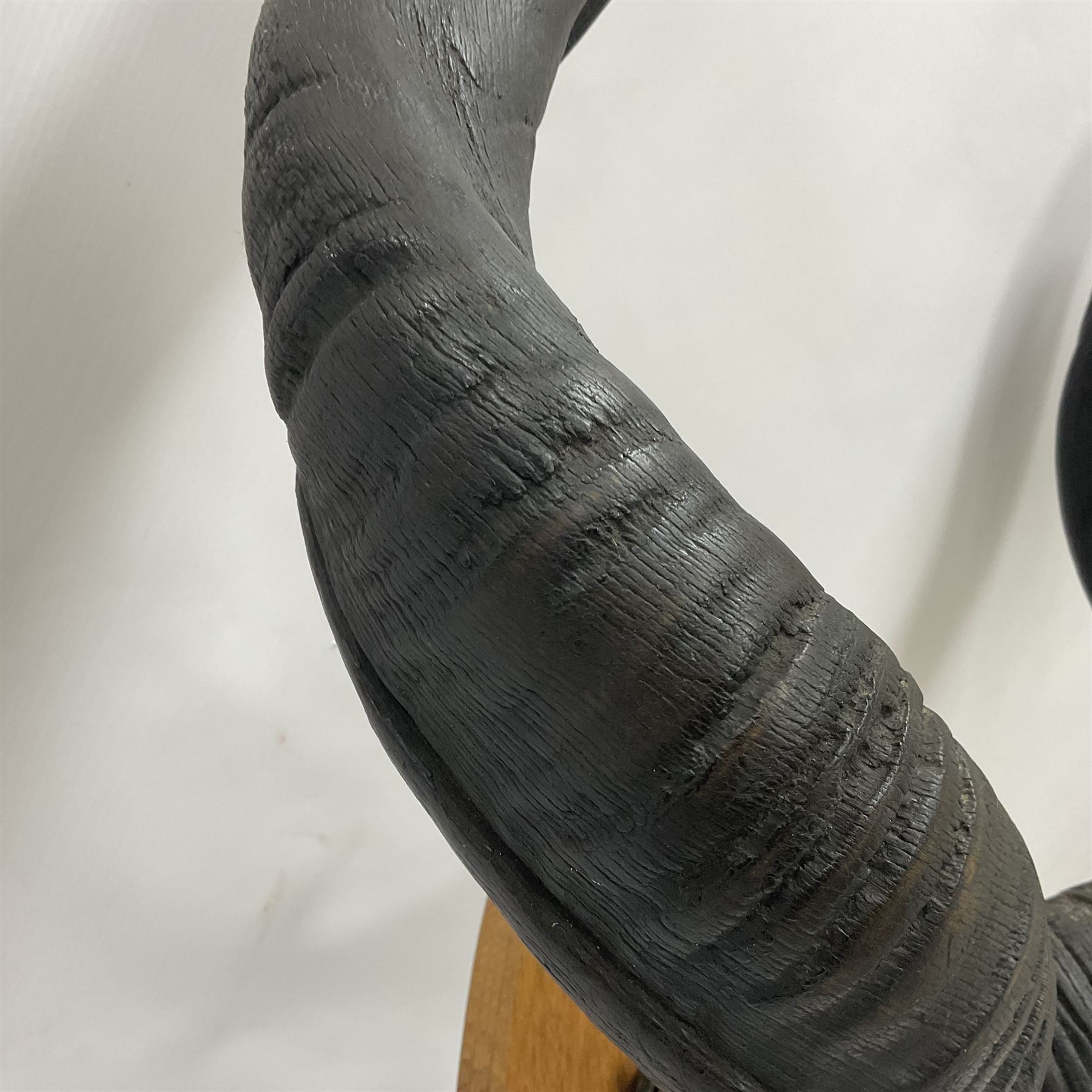 Antlers/Horns: Greater Kudu (Tragelaphus Strepsiceros), Pair of Kudu curved horns on partial skull, mounted on an oak shield, H120cm