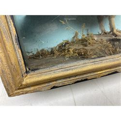 Taxidermy; Cased pair of Ruffed Grouse (Bonasa umbellus), male and female adult mounts, in a naturalistic setting, encased within a single pane display case, H39cm, L68cm