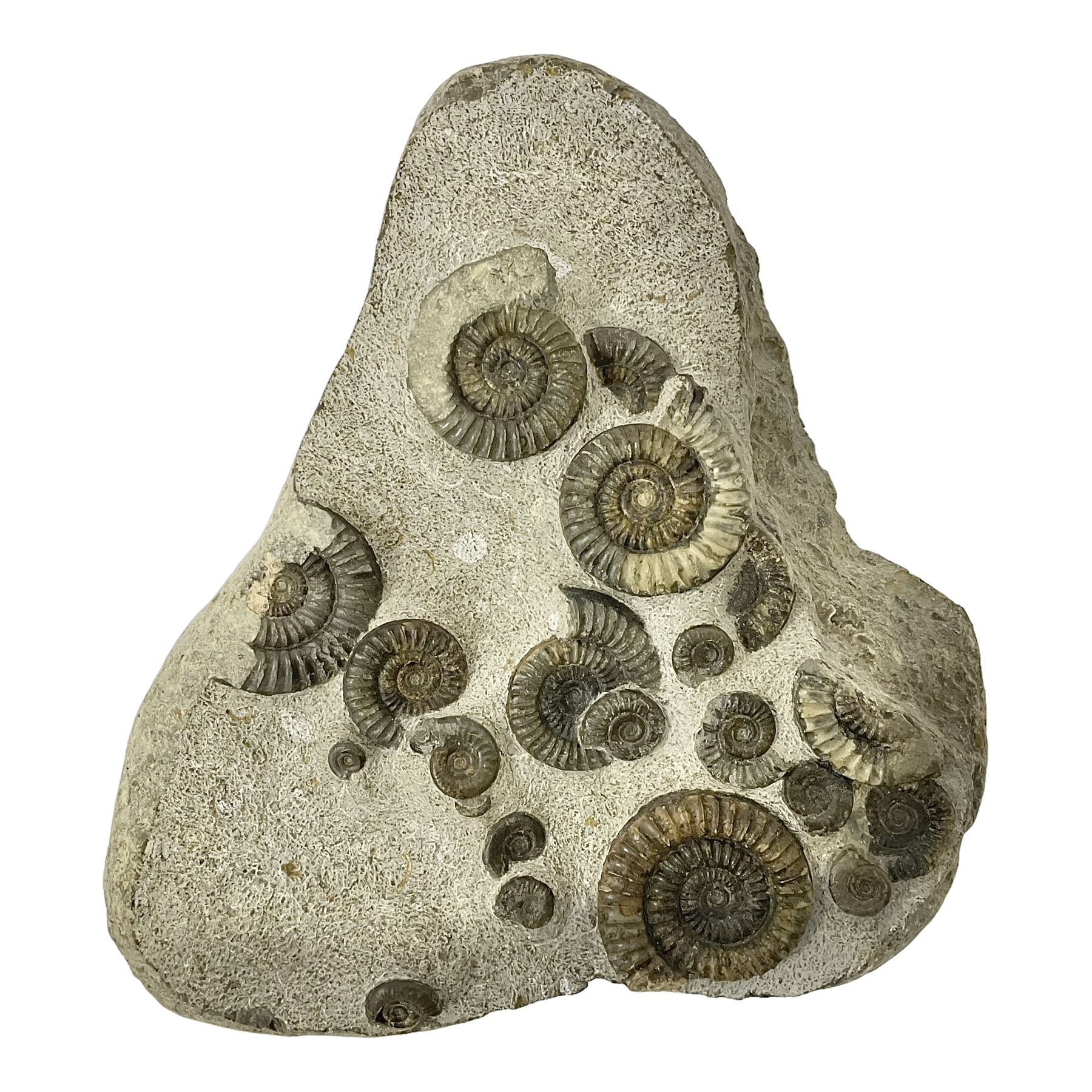 Ammonite multi-block fossil, comprising Arnioceras semicostatum, age; Jurassic period, location; Tunstall, Holderness coast, H30cm, L30cm 