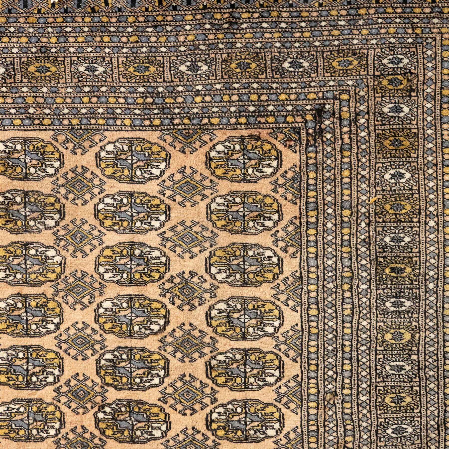 Bokhara rug, rose ground, with multiple rows of ivory and indigo guls enclosed by narrow geometric borders in tones of ivory, grey, and gold