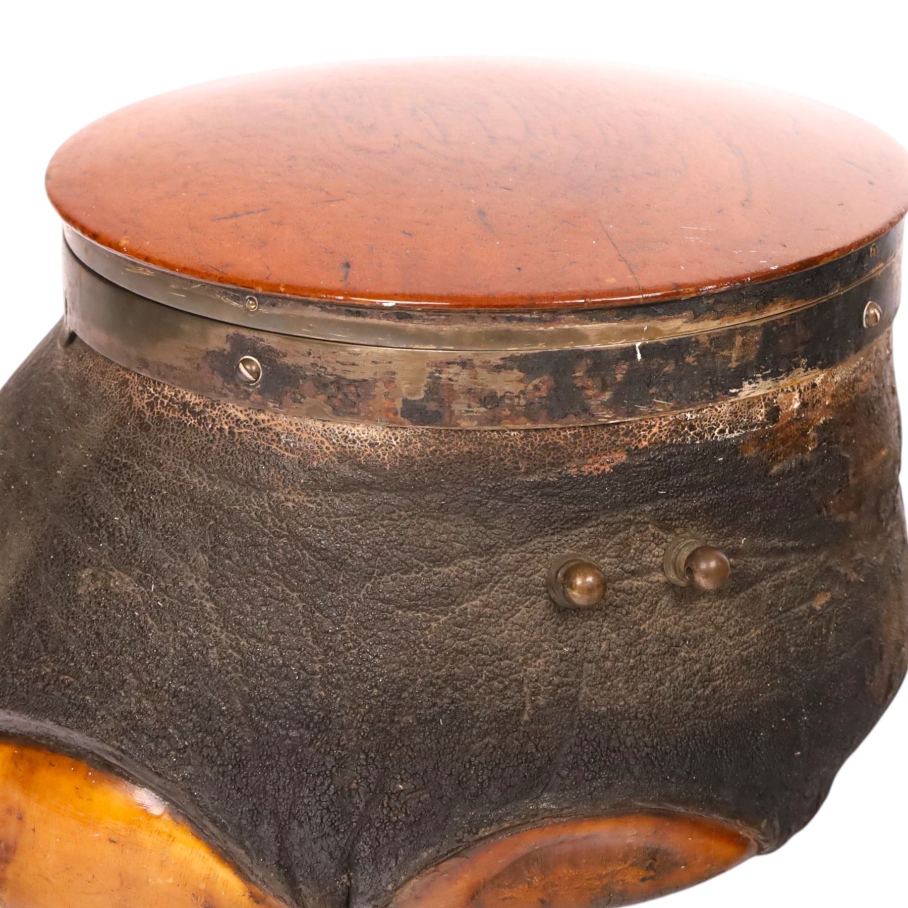 Taxidermy: 19th century elephant foot cigar case, the hinged wooden lid opening to reveal two lidded compartments