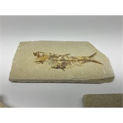 Three fossilised fish (Knightia alta) each in an individual matrix, age; Eocene period, location; Green River Formation, Wyoming, USA, largest matrix H9cm, L15cm