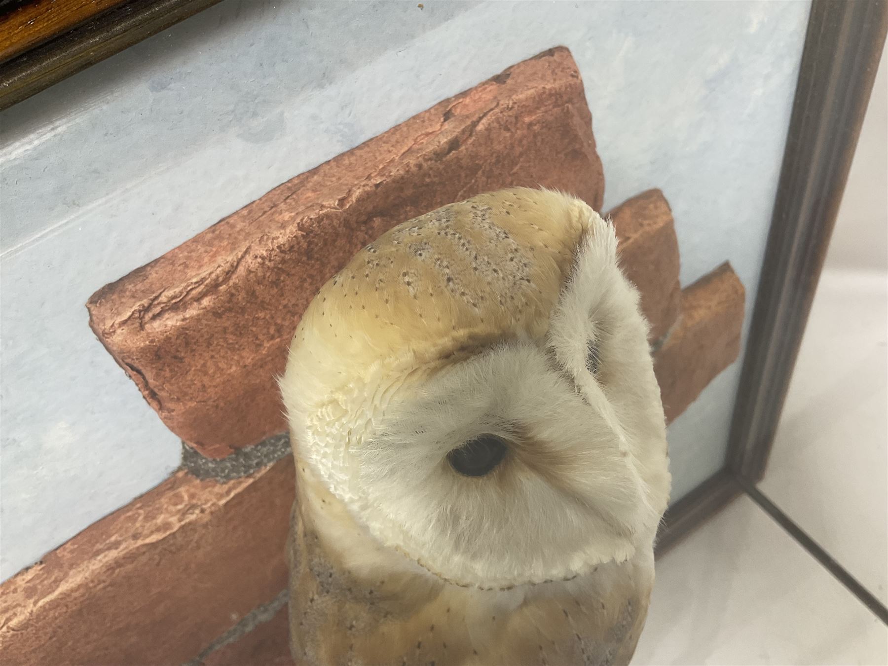 Taxidermy: Wall Mounted Barn Owl (Tito alba), dated 2001, by David Astley, Taxidermist, York, a high quality full mount adult male with head turning to the right, perched upon a short wooden beam, set against a faux brick back drop, width 50cm x height 55cm overall, bearing taxidermist's full paper trade label verso.
with Cites Article 10 (non transferable) licence no.24GBA102LOMN1 Cause of death RTA - 2001. This specimen would require a re-export licence to export from the UK, an import permit would be required into your chosen country, this is the responsibility of the buyer alone, David Duggleby Auctioneers and Valuers do not offer any onward re-export or import licences.