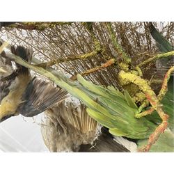 Taxidermy; large Victorian domed taxidermy diorama study of birds, with seventeen specimens including Ring Necked Parakeet, Blue Winged Warbler and Blackbird, the glass dome upon an ebonised wooden base, H77cm, W44cm