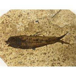 Four fossilised fish (Knightia alta) each in an individual matrix; age; Eocene period, location; Green River Formation, Wyoming, USA, largest matrix H8cm, L10cm
