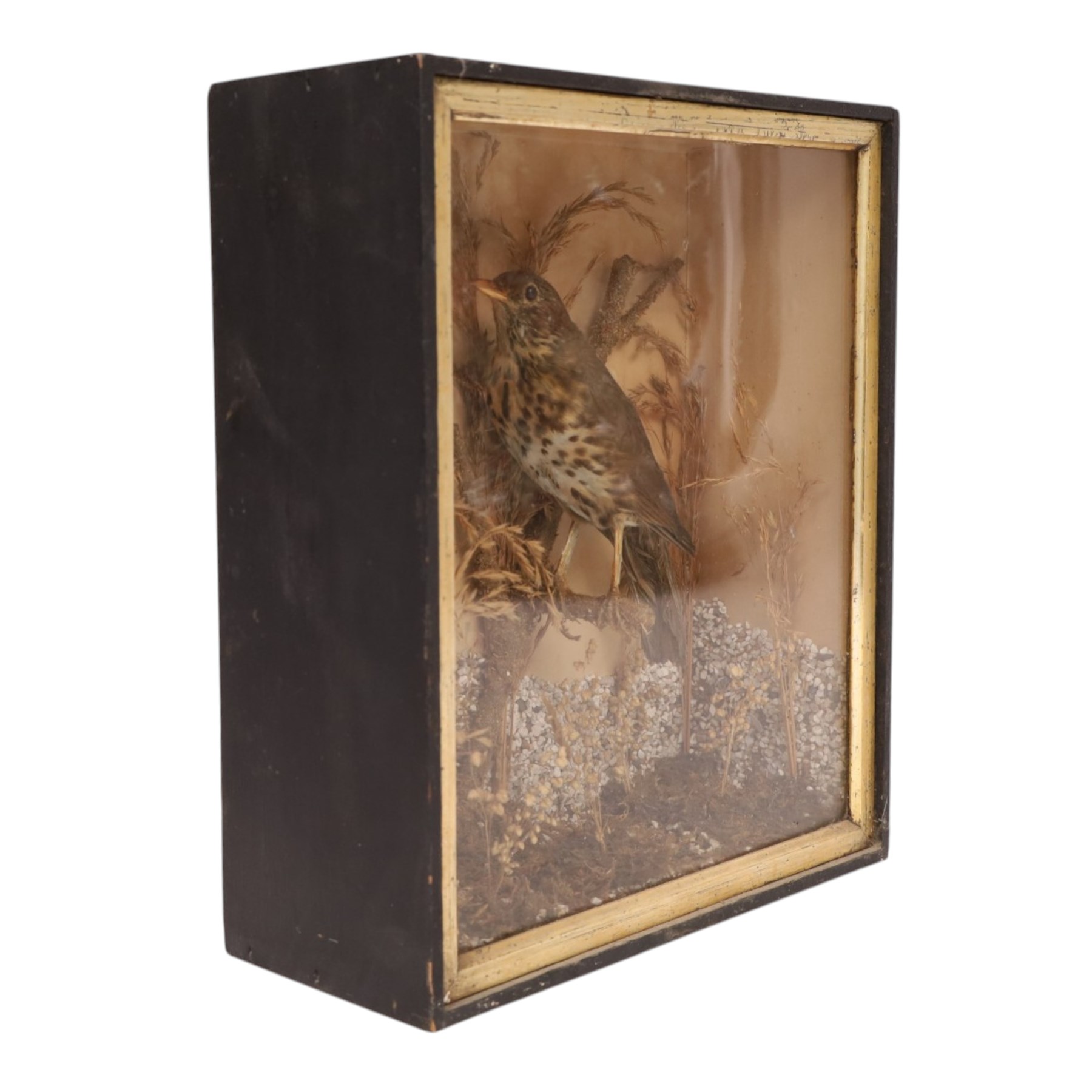 Taxidermy; Song thrush (Turdus philomelos), full adult mount in a naturalistic setting, in an ebonised case, H32cm, W28cm