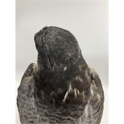 Taxidermy: Victorian cased Peregrine Falcon (Falco peregrinus), full female mount  stood atop a tree stump in a naturalistic ground, enclosed beneath a period oval glass dome with ebonised base, raised upon four bun feet, H54cm D20cm W34cm