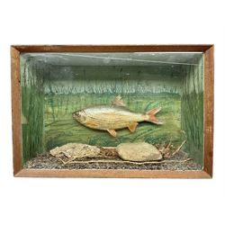 Taxidermy: Cased Rudd (Scardinius) adult mount set above a pebbled river bed, encased within a ebonised single pane display case, H30cm, L46cm