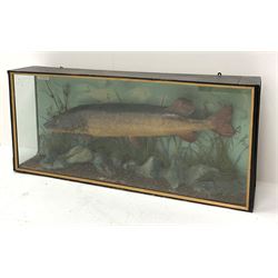 Taxidermy: an early 20th century Pike, in naturalistic setting with rock work ground and grasses, set against a light blue painted backdrop, encased within a three pane ebonised display case, with paper label to the interior detailed Caught by J R Beaumont Shipley Reservoir Oct 11th 1924 Weight 17lbs 8ozs Length 40 inches, case H51cm L114cm D21cm. 