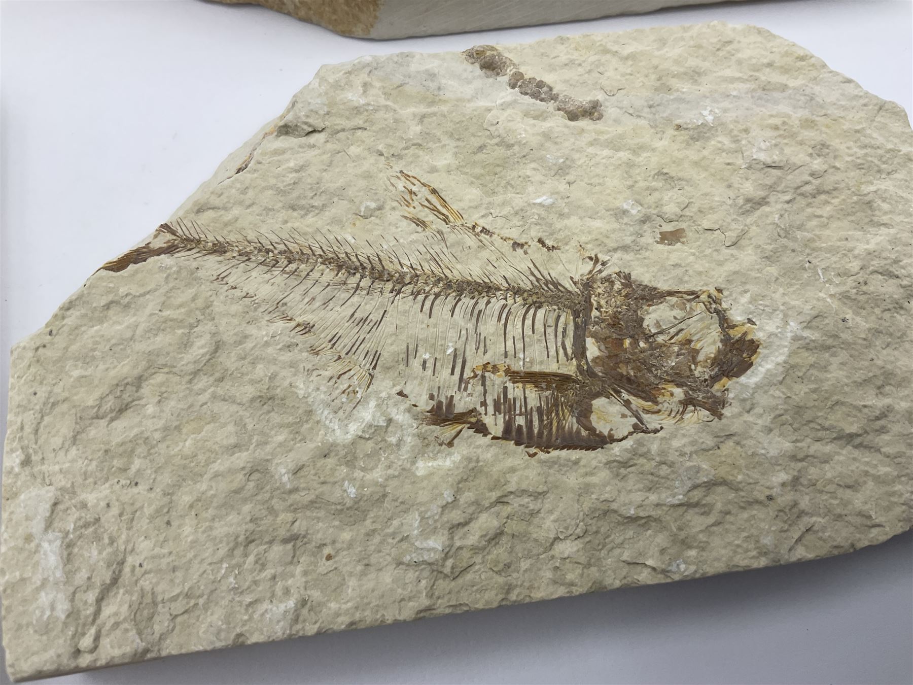 Four fossilised fish (Knightia alta) each in an individual matrix, age; Eocene period, location; Green River Formation, Wyoming, USA, largest matrix H9cm, L17cm