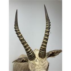 Taxidermy: White Blesbok (Damaliscus pygargus phillipsi), light coloured shoulder mount, approximately H85cm